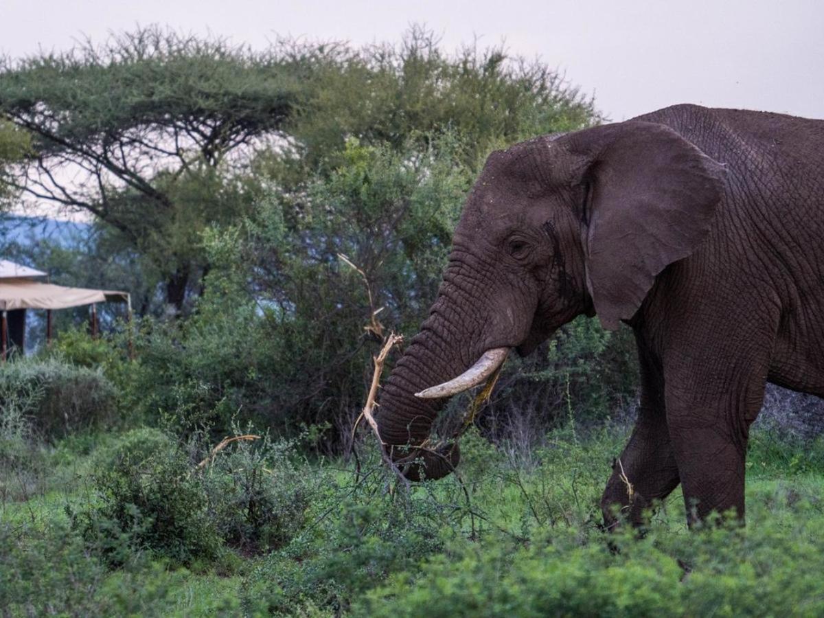 Serengeti Sound Of Silence Villa Exterior foto